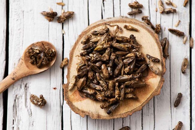 Aspire produces cricket protein for use in human and pet foods