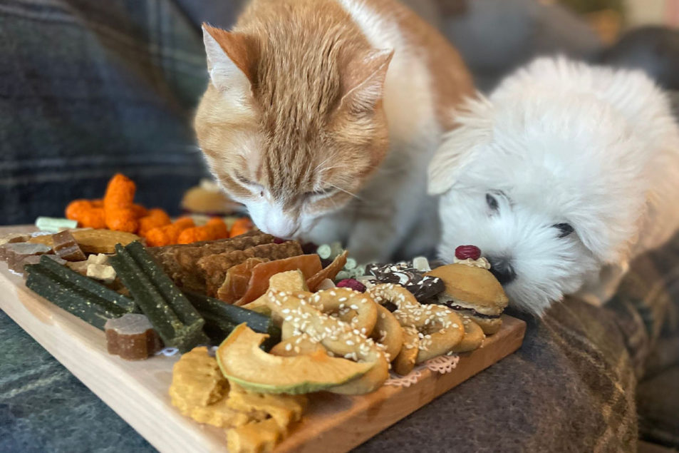 Premium dog treat company unveils charcuterie board for dogs Pet Food