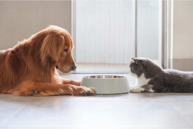 FEDIAF warns of damage biofuel production could cost pet food processors