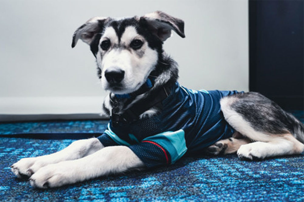 Meet the Dogs: Canidae Proudly Partners with the NHL's Good Boys and Girls  - Canidae