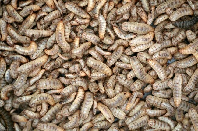 Black solider fly larvae