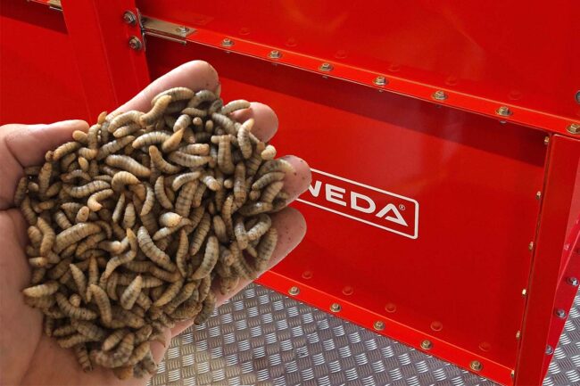 WEDA produces black soldier fly larvae (BSFL) and other insects for companies like HiProMine to use in animal and pet food