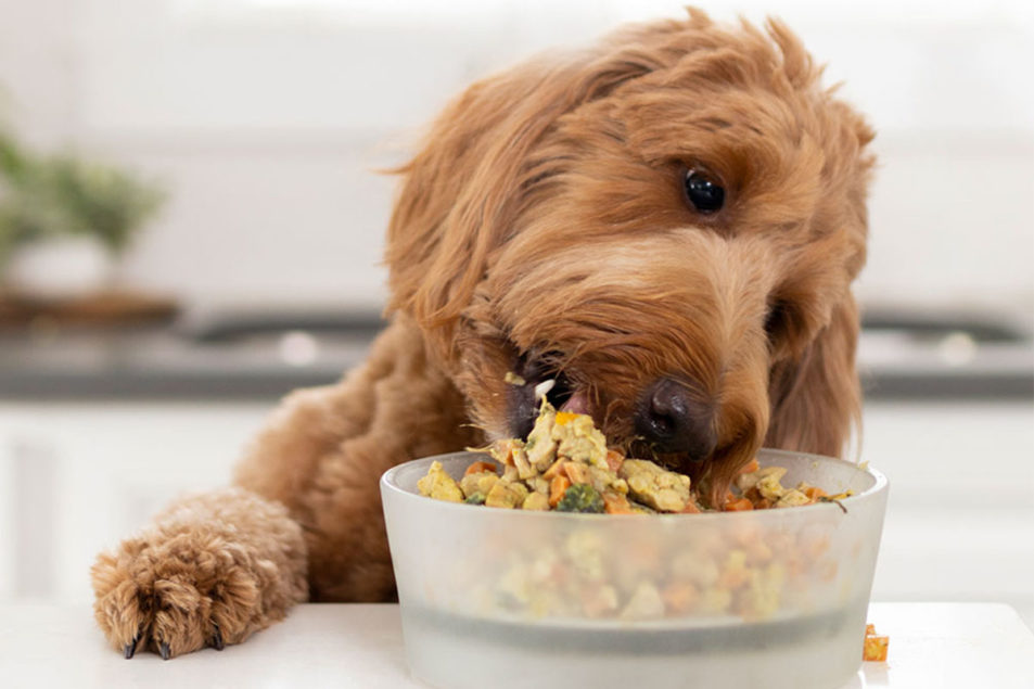 Nom Nom Now enters brick-and-mortar retail | Pet Food Processing