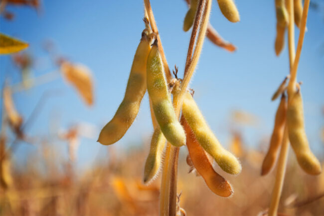 ADM invests in soybean facility expansion