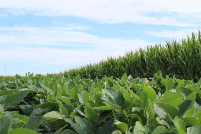 ADM soy bean fields