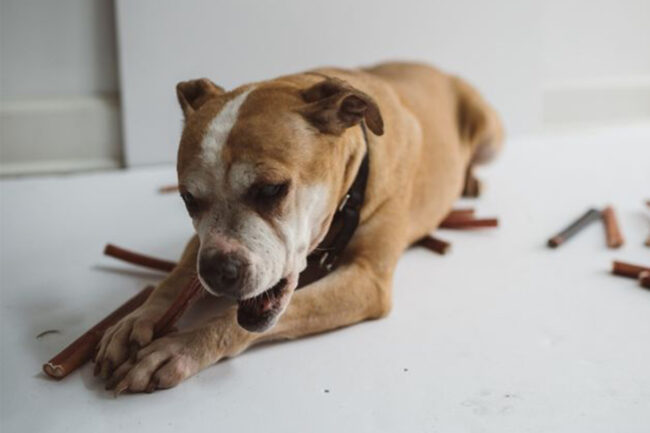 Bully Bundles' data reveals side effects of metabisulfites in dog bully sticks