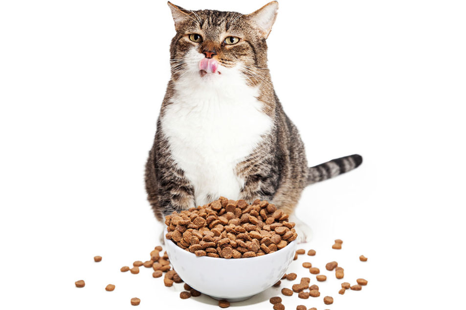 New study examines choline as solution for feline obesity | Pet Food ...