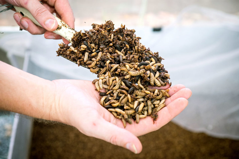 Europe opens the door for Nutrition Technologies’ insect-based ingredients