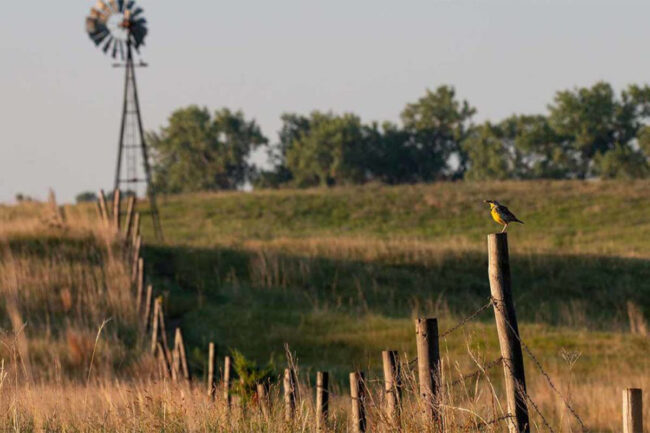 Nestlé, Cargill dedicate millions to advance regenerative farming