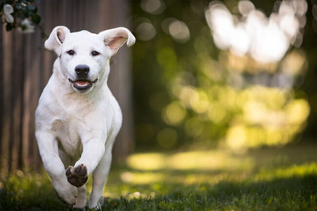 Biotic ingredients can be used in pet food products to support microbiome health