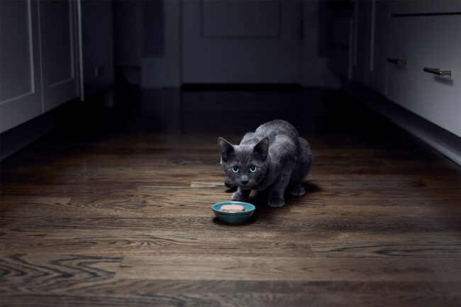 Sheba launches new wet formulas for kittens