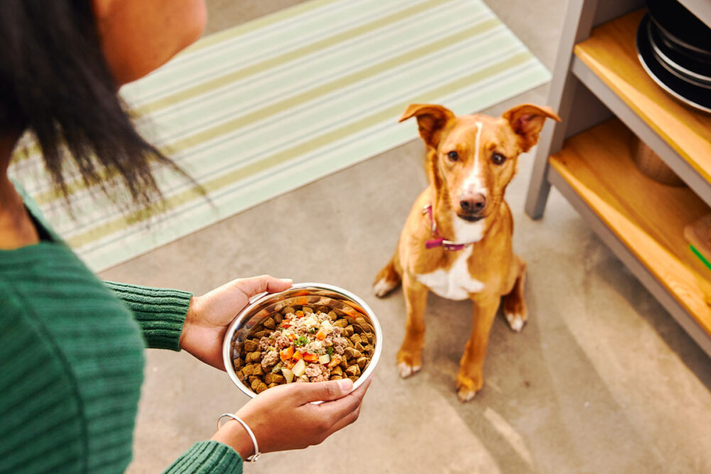 Dog Food Habits