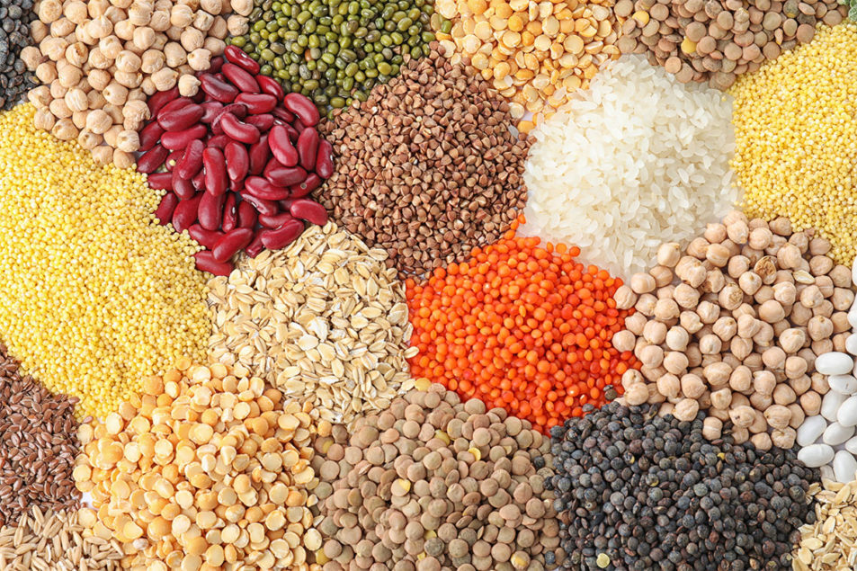 New study: Understanding pulses’ impacts on digestibility | Pet Food ...