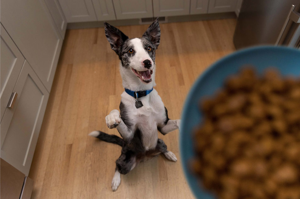 Double-digit sales growth for Hill’s Pet Nutrition in Q3