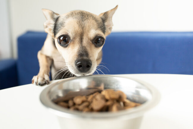 Inflation continues to impact pet food spending, according to Packaged Facts