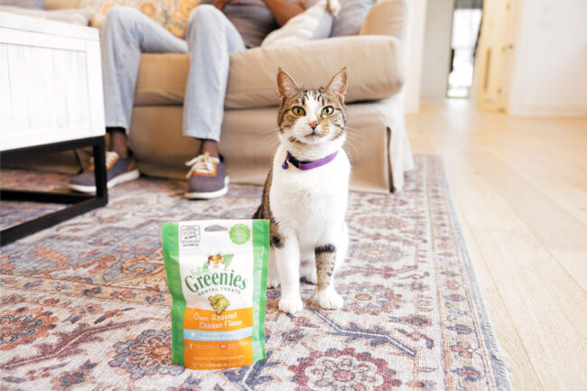 FELINE GREENIES Dental Treats can help clean teeth, reduce tartar buildup and freshen a cat’s breath