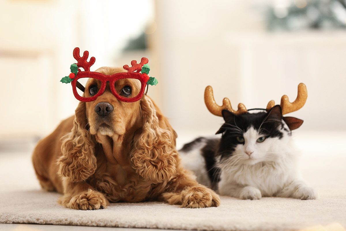5 Adorable Holiday Gifts for Pet-Owners - Tribeza