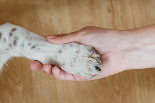 Purina funds human-animal bond research