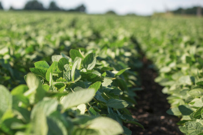 Benson Hill introduces new soybean varieties in 2024