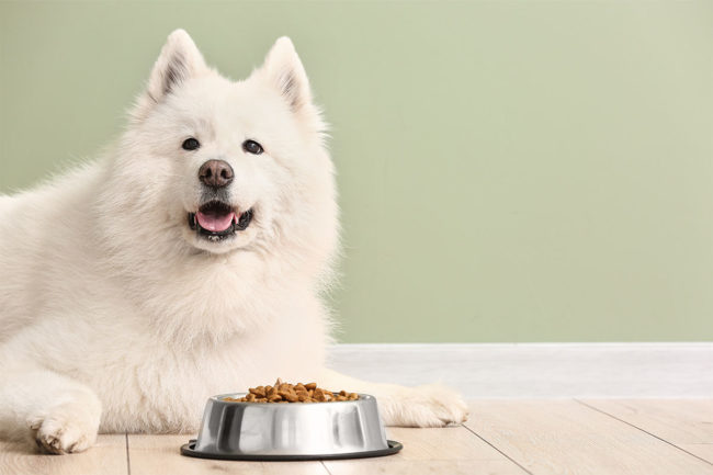 AAFCO votes against controlled copper claim for dog food