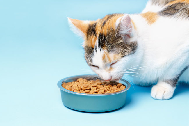 UK Pet Food calls on government to support pet food industry
