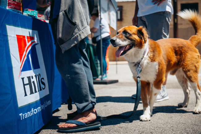 Hill's Pet Nutrition partners with The Street Dog Coalition