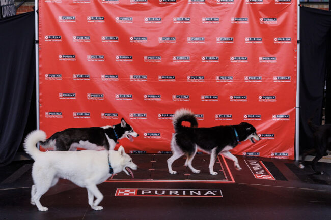 Purina's new Pet Power walkway to create renewable energy