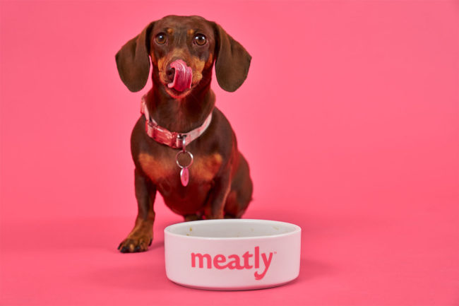 Meatly receives approval to sell cultivated meat for pet food in UK
