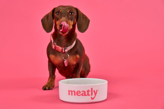 Meatly receives approval to sell cultivated meat for pet food in UK