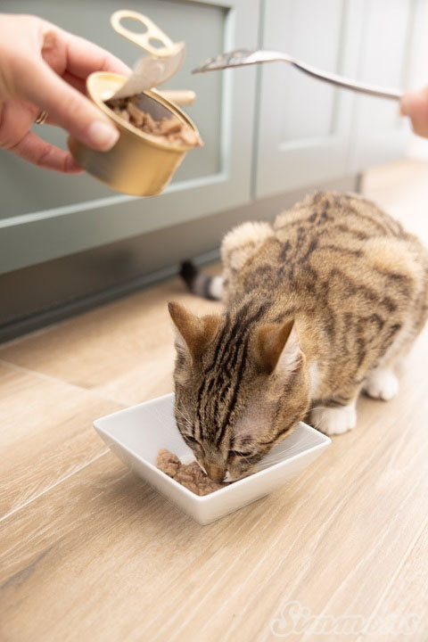 Cat eating wet food