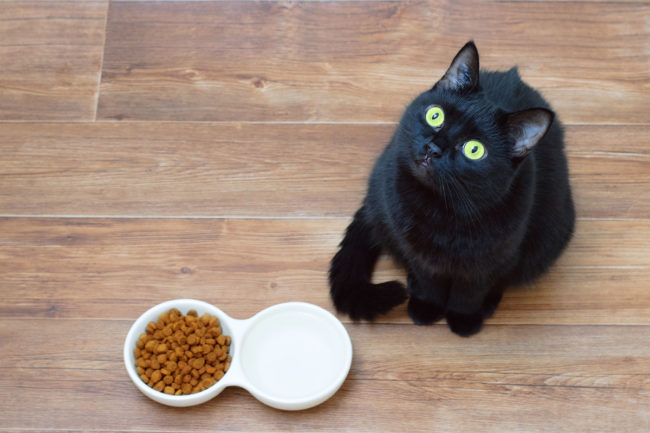 Guidance on ensuring palatability and nutritional integrity for cat food