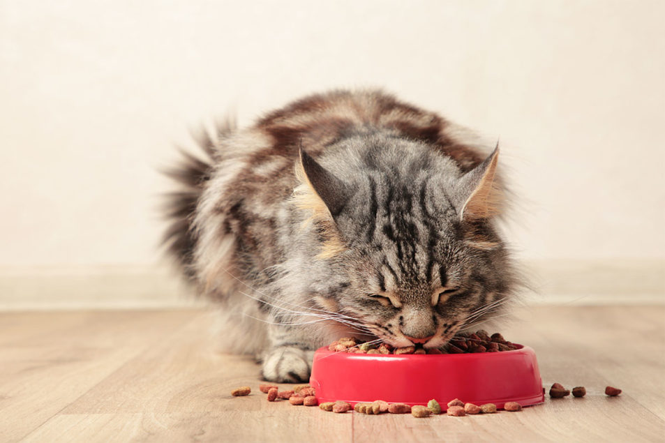 British Veterinary Association urges for more research on alternative pet foods