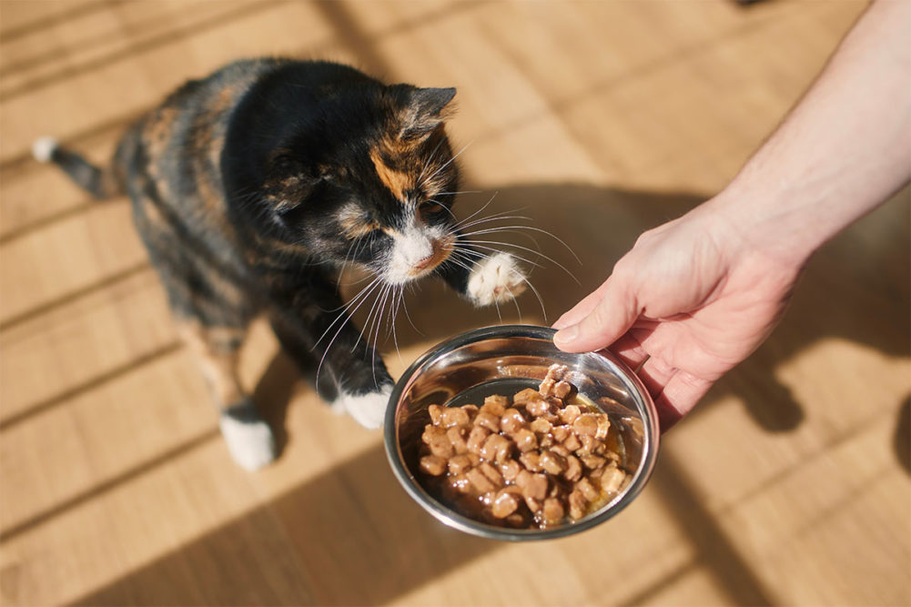 Global pet food industry to fuel pet economy