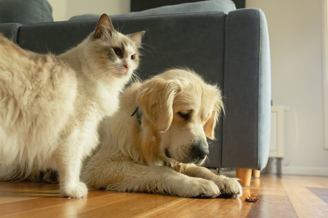 Research from Ghent University shows increased acceptance of insect-based pet food among cat and dog parents