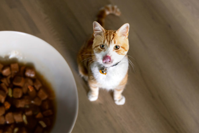 Hill's Pet Nutrition releases second quarter and six-month financials