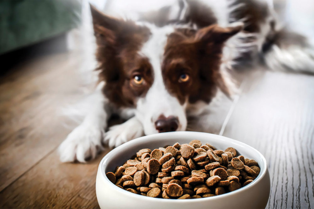 BSM Partners provides insights on JAVMA’s recent retraction regarding concerns about copper levels in dog food