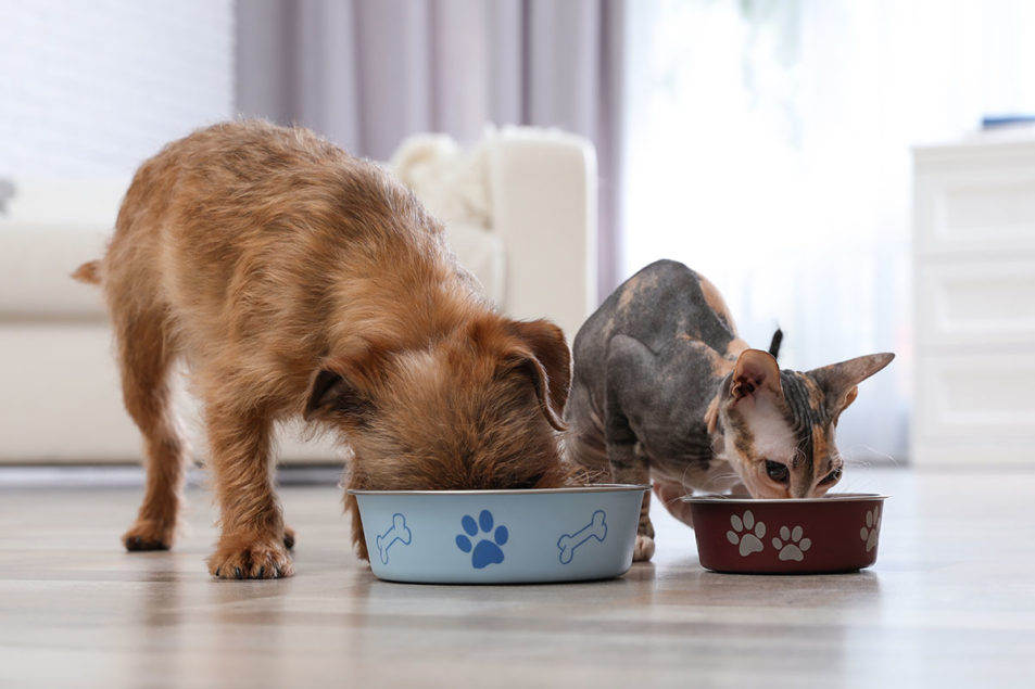 Private equity invests in Seek Pet Food