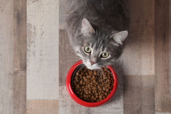 Researchers at the Shanghai Institute of Technology studied palatant enhancers for cat food