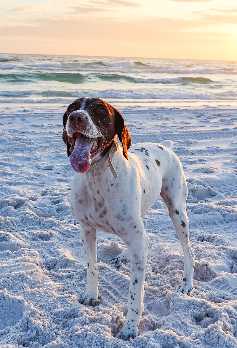 Dana Brooks' dog Camille, a petite German Shorthair Pointer