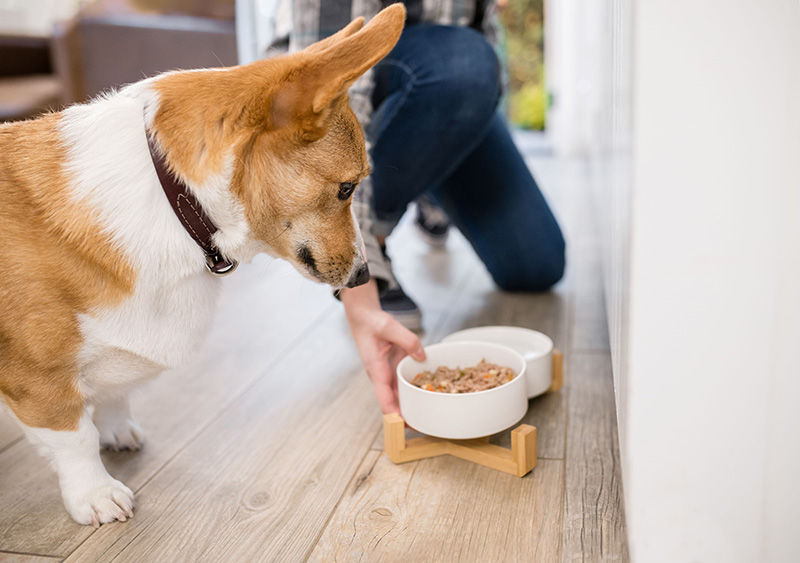 Dog preparing to eat pet food