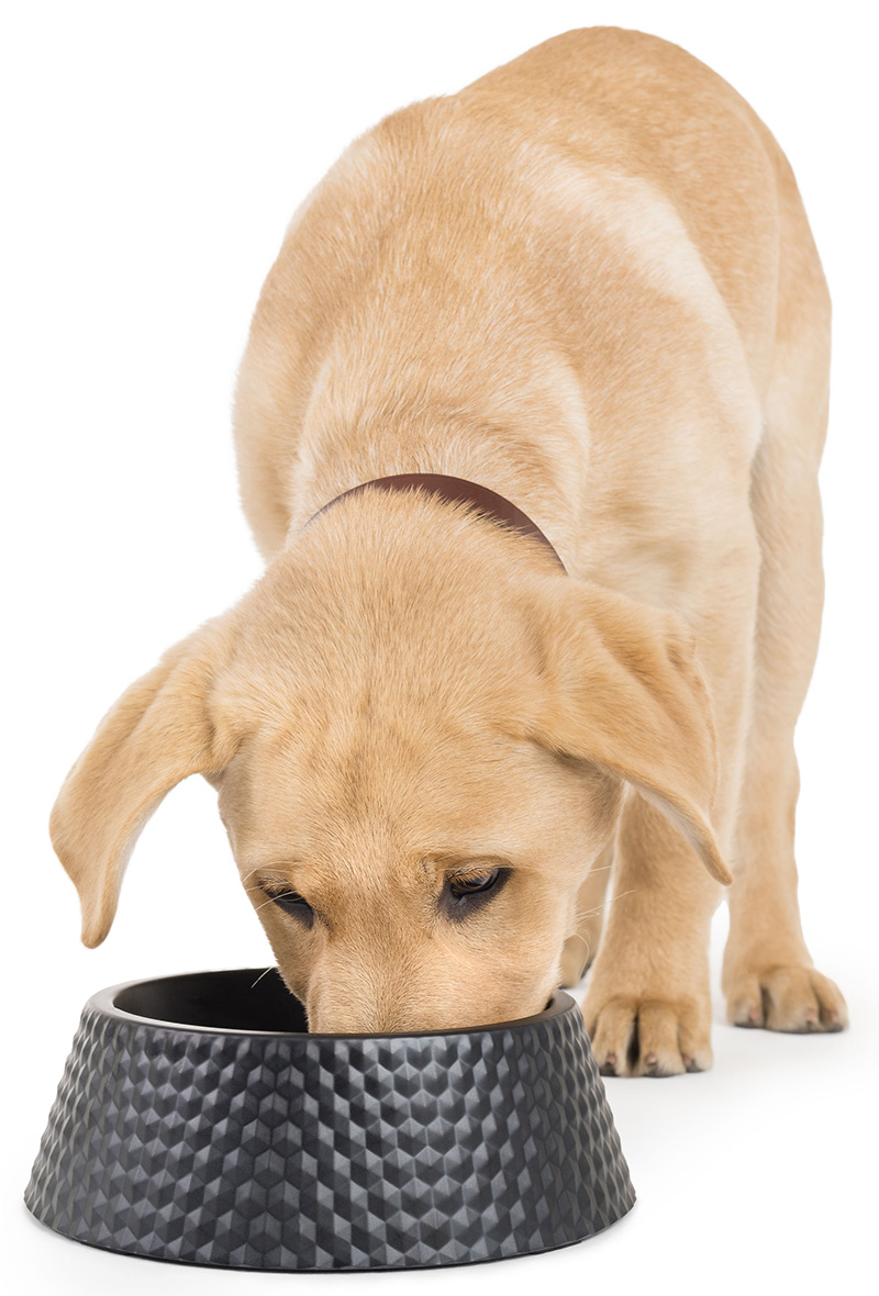 Dog eating out of dog bowl