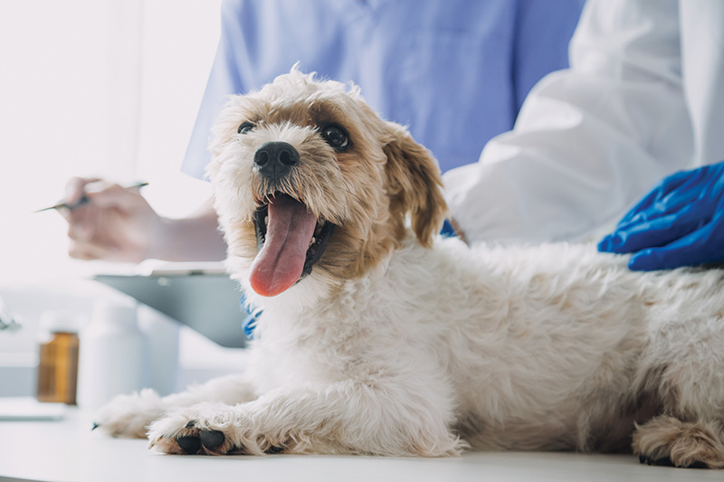 Dog at the veterinary office