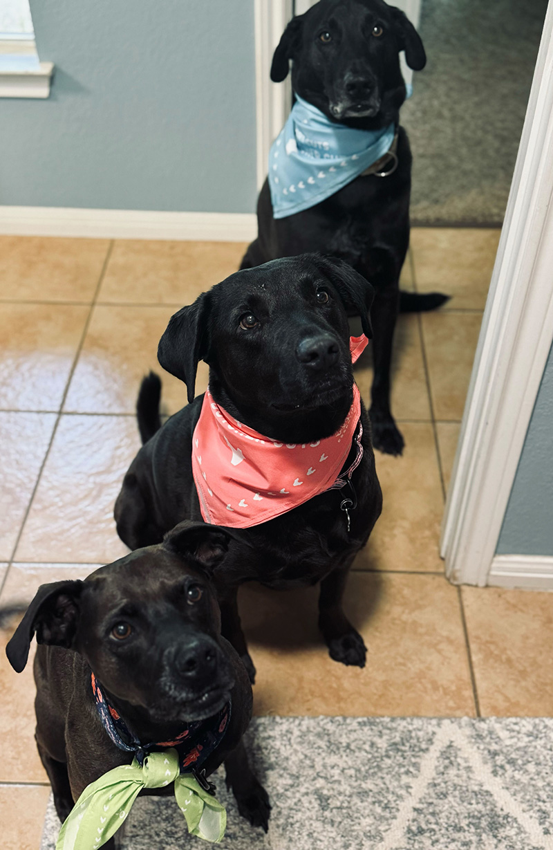 Govea’s dogs Johnny Cash, June Carter and Minnie Pearl 