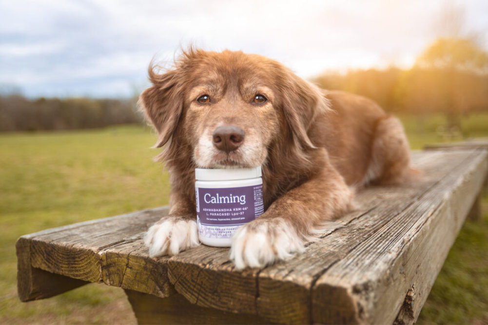 Dog with Fera Pets' Calming supplement