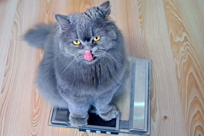 Angry, obese gray cat