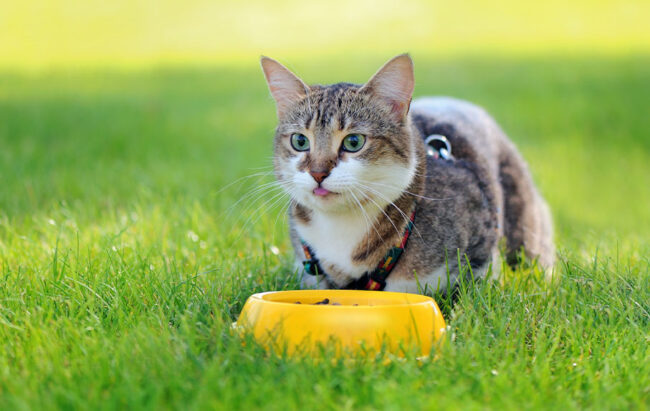 Cat eating sustainable pet food