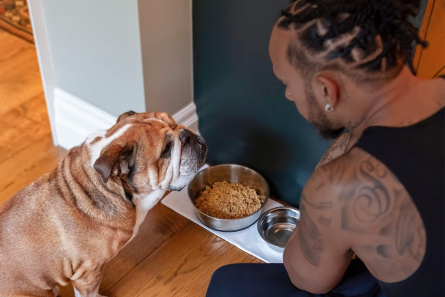 Lewis Hamilton and his bulldog, Roscoe