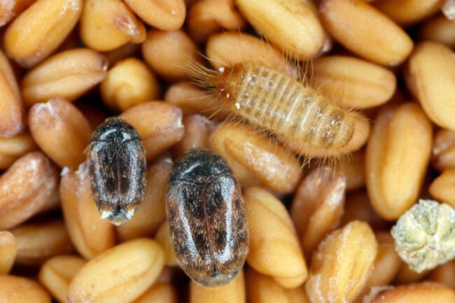 Grain infested with pests