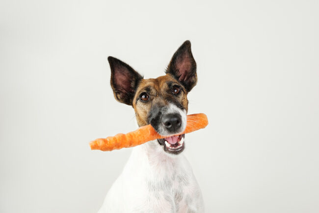 Dog with carrot in mouth stock image