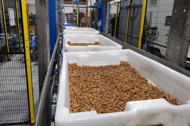 Tebrio's insect processing operation